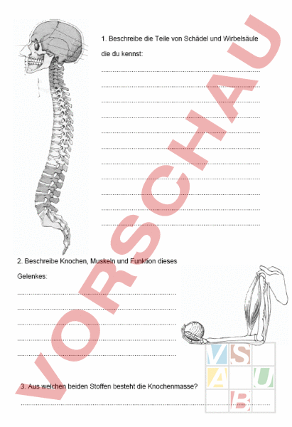 Arbeitsblatt Pr Fung Skelett Biologie Anatomie Physiologie