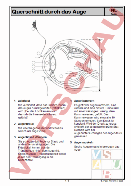 Arbeitsblatt Querschnitt Durch Das Auge Physik Optik