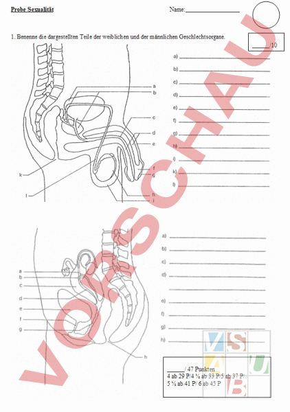 Arbeitsblatt Test Aufklärung Lebenskunde Sexualerziehung 9045
