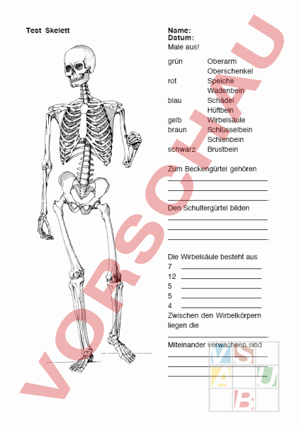 Arbeitsblatt Skelett Test Biologie Anatomie Physiologie