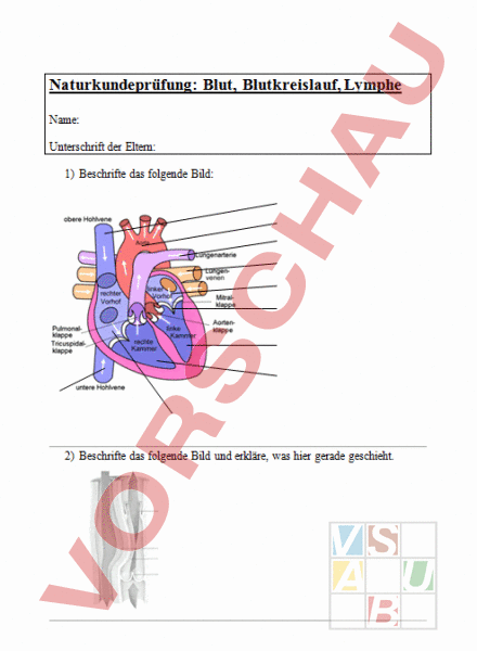 Arbeitsblatt Pr Fung Blutkreislauf Biologie Anatomie Physiologie