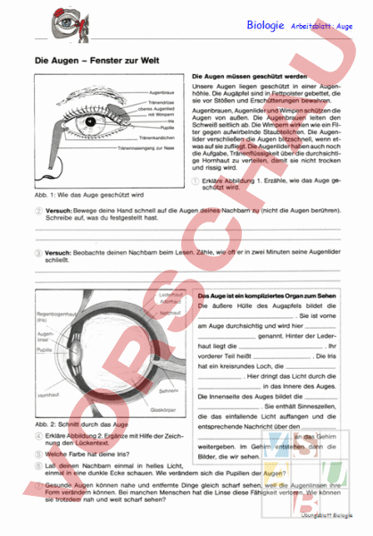 Arbeitsblatt Bau Und Funktion Des Auges Biologie Anatomie