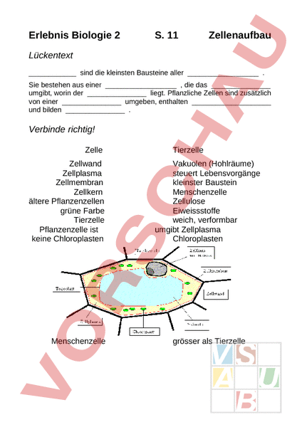 Arbeitsblatt Zellenaufbau Biologie Zellbiologie Cytologie