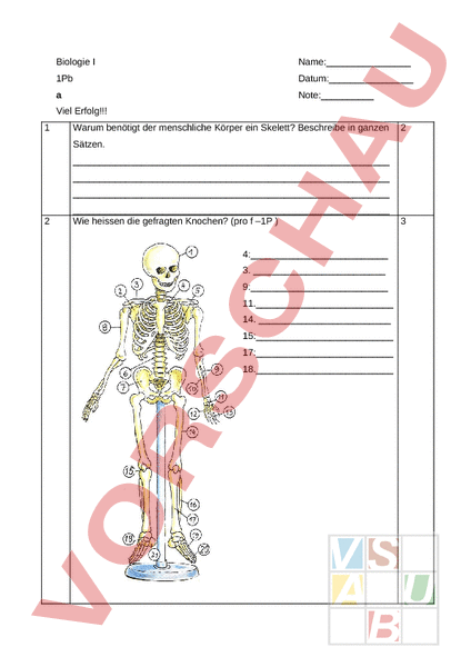 Arbeitsblatt Test Knochen Gelenke Muskeln Biologie Anatomie