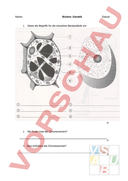 Arbeitsblatt Test Genetik Biologie Genetik