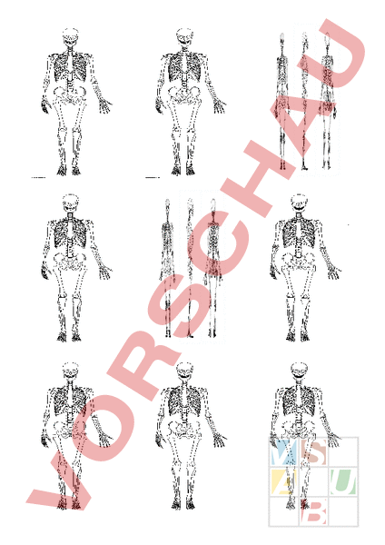 Arbeitsblatt Lernkarten Skelett Biologie Anatomie Physiologie