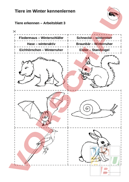 Arbeitsblatt Tiere Erkennen Biologie Tiere
