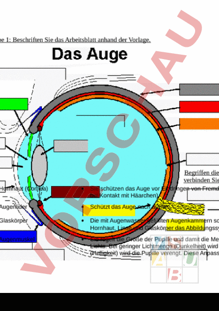 Arbeitsblatt Anatomie Des Auges Biologie Anatomie Physiologie