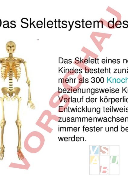 Arbeitsblatt Das Skelett Biologie Anatomie Physiologie