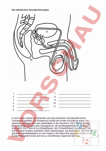 Arbeitsblatt Männliche Geschlechtsorgane Lebenskunde Sexualerziehung