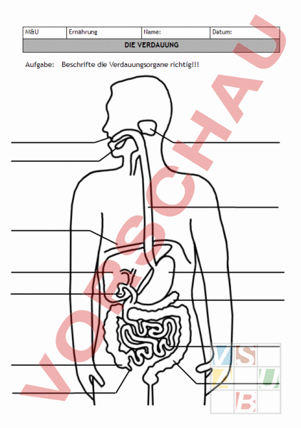 Arbeitsblatt Verdauung
 Arbeitsblatt Verdauung Biologie Anatomie Physiologie