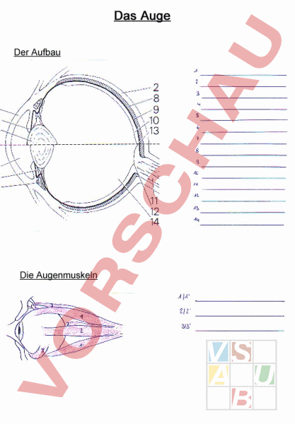 Arbeitsblatt: Das Auge - Biologie - Anatomie / Physiologie