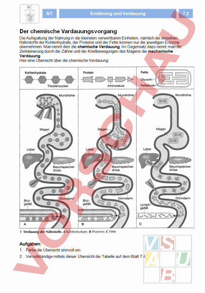 Verdauung Arbeitsblatt
 Arbeitsblatt Verdauung Biologie Anatomie Physiologie