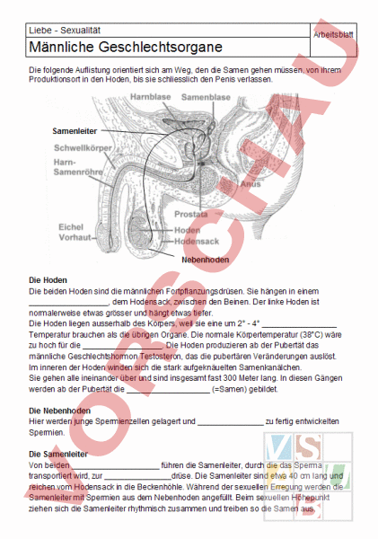 Maennliche Geschlechtsorgane Arbeitsblatt