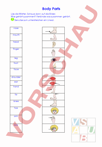 Arbeitsblatt Korperteile Englisch Wortschatz
