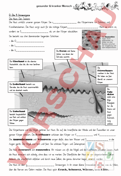 Arbeitsblatt: Sinnesorgan: Haut - Biologie - Anatomie / Physiologie