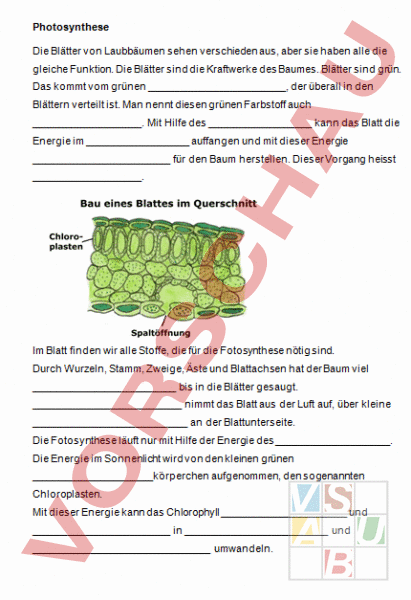 Photosynthese Arbeitsblatt
 Arbeitsblatt synthese Biologie Pflanzen Botanik