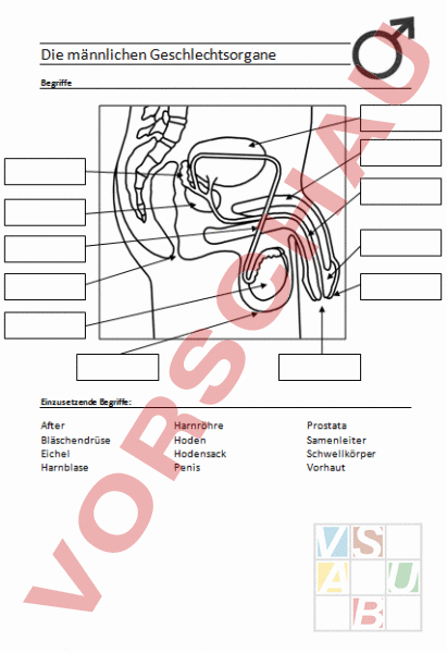 Maennliche Geschlechtsorgane Arbeitsblatt