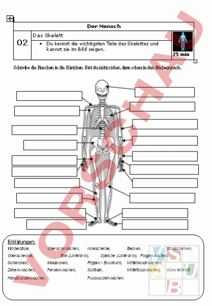 Skelett Mensch Arbeitsblatt
 Arbeitsblatt Skelett Mensch Biologie Anatomie Physiologie