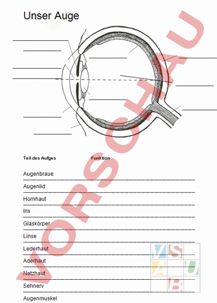 Das Menschliche Auge Arbeitsblatt
 Arbeitsblatt Unser Auge Biologie Anatomie Physiologie