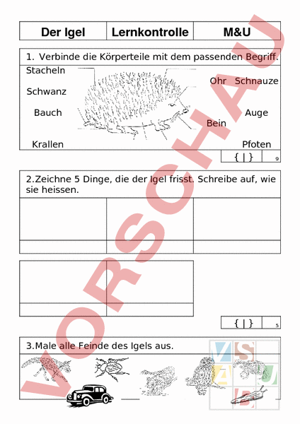 Arbeitsblatt Der Igel Biologie Tiere