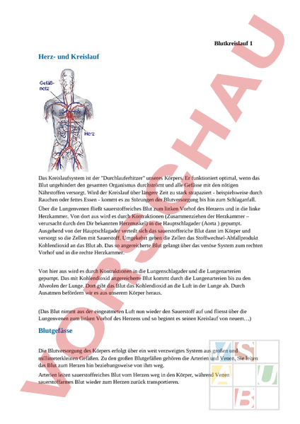 Arbeitsblatt Blutkreislauf Biologie Anatomie Physiologie