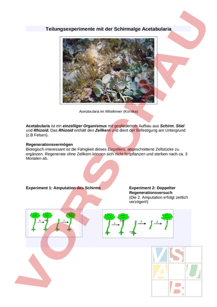 acetabularia experiment unterricht