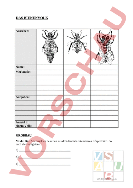 Arbeitsblatt: Biene - Biologie - Tiere