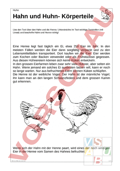 Arbeitsblatt Hahn Und Huhn Biologie Tiere