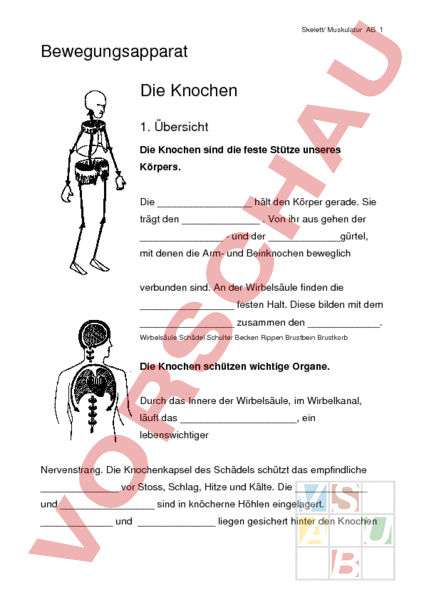 Arbeitsblatt Skelett Und Muskulatur Biologie Anatomie Physiologie