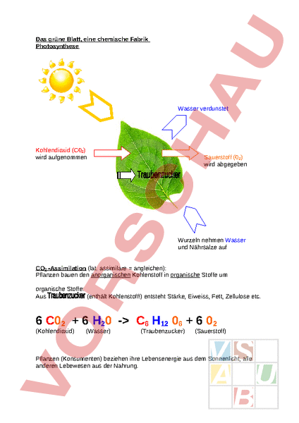 Photosynthese Arbeitsblatt
 Arbeitsblatt synthese Biologie Pflanzen Botanik