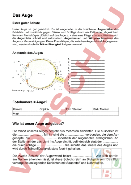 Arbeitsblatt: Auge - Biologie - Anatomie / Physiologie