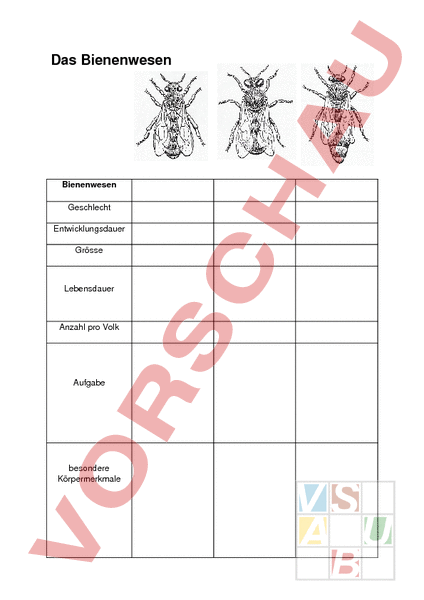 Arbeitsblatt: Biene - Bienenwesen - Biologie - Tiere