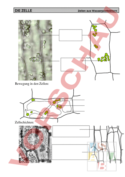 Arbeitsblatt: Aufbau Der Zelle Inkl. Lösung - Biologie - Zellbiologie ...