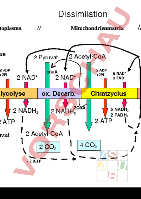 Arbeitsblatt: Zellatmung Zusammenfassung - Biologie - Zellbiologie ...