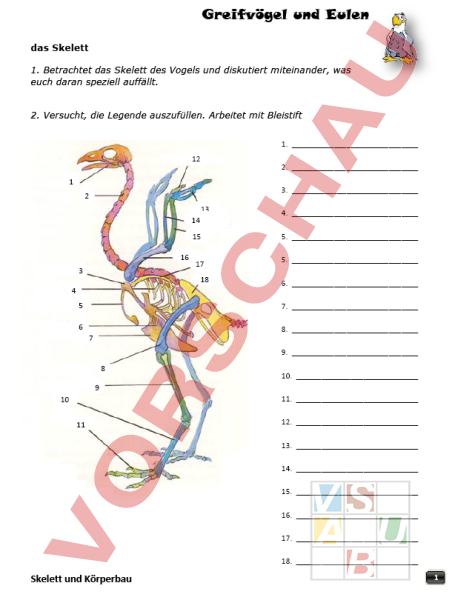 Arbeitsblatt: Vögel - Biologie - Tiere