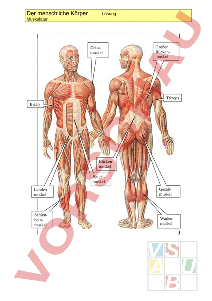 Arbeitsblatt zur Muskelaktion