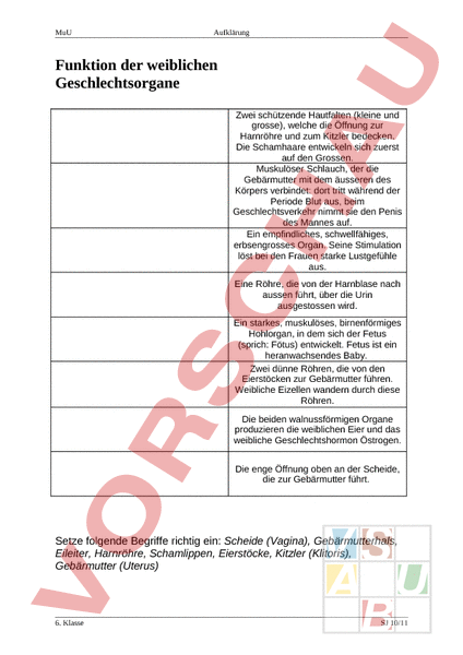 Arbeitsblatt: Funktion Weibliche Geschlechtsorgane - Lebenskunde ...