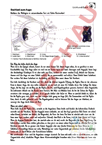 Arbeitsblatt: Optik Sehvorgang - Biologie - Anatomie / Physiologie