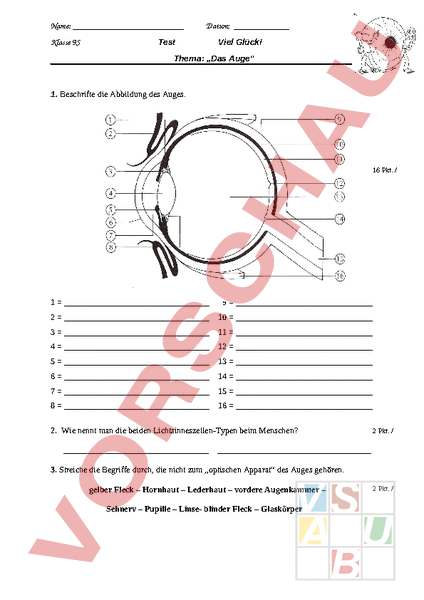 Arbeitsblatt: Test zum Auge - Biologie - Anatomie / Physiologie