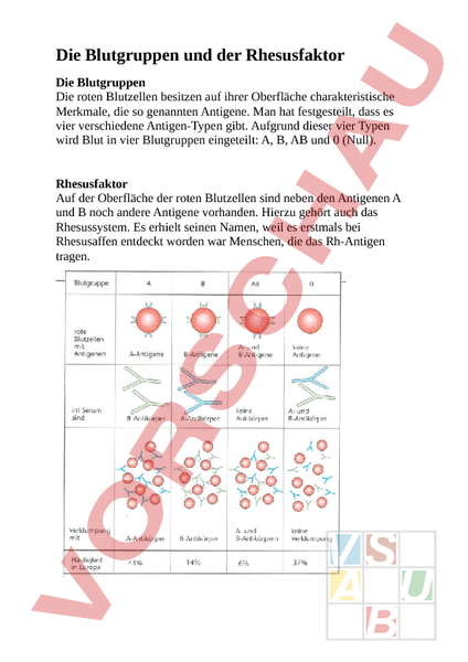 Arbeitsblatt: Blutgruppen - Biologie - Gemischte Themen