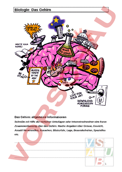Arbeitsblatt: Das Gehirn - Biologie - Anatomie / Physiologie