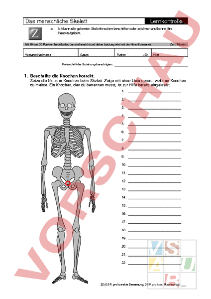 Arbeitsblatt: Test Das Menschliche Skelett - Biologie - Anatomie ...