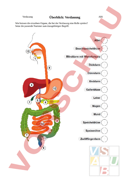 Arbeitsblatt Verdauung
 Arbeitsblatt Verdauung Biologie Anatomie Physiologie