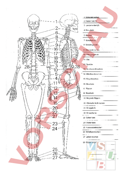 Skelett Mensch Arbeitsblatt
 Arbeitsblatt Skelett beschriftet Biologie Anatomie Physiologie