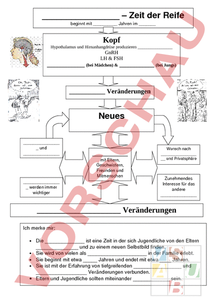 Pubertät Arbeitsblatt
 Arbeitsblatt Pubertät Lebenskunde Persönlichkeitsentwicklung