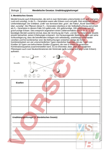 Arbeitsblatt: Genetik Arbeitsblatt 5 - Biologie - Genetik
