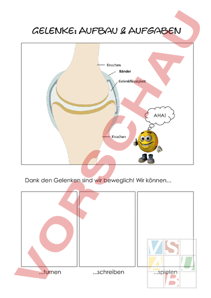 Arbeitsblatt: Gelenk - Biologie - Anatomie / Physiologie