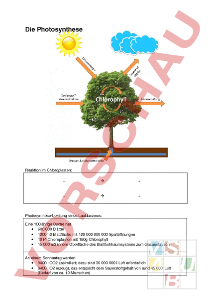 Photosynthese Arbeitsblatt
 Arbeitsblatt synthese Biologie Pflanzen Botanik