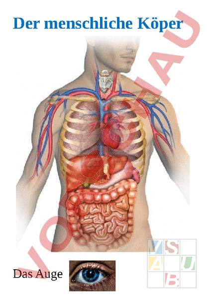 Arbeitsblatt Körper
 Arbeitsblatt Dossier Der Körper Biologie Anatomie Physiologie